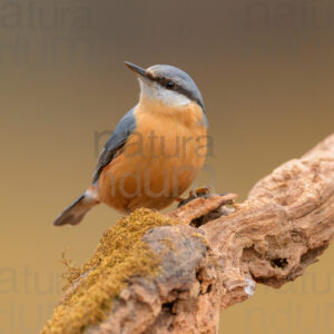 foto di Picchio muratore (Sitta europaea)