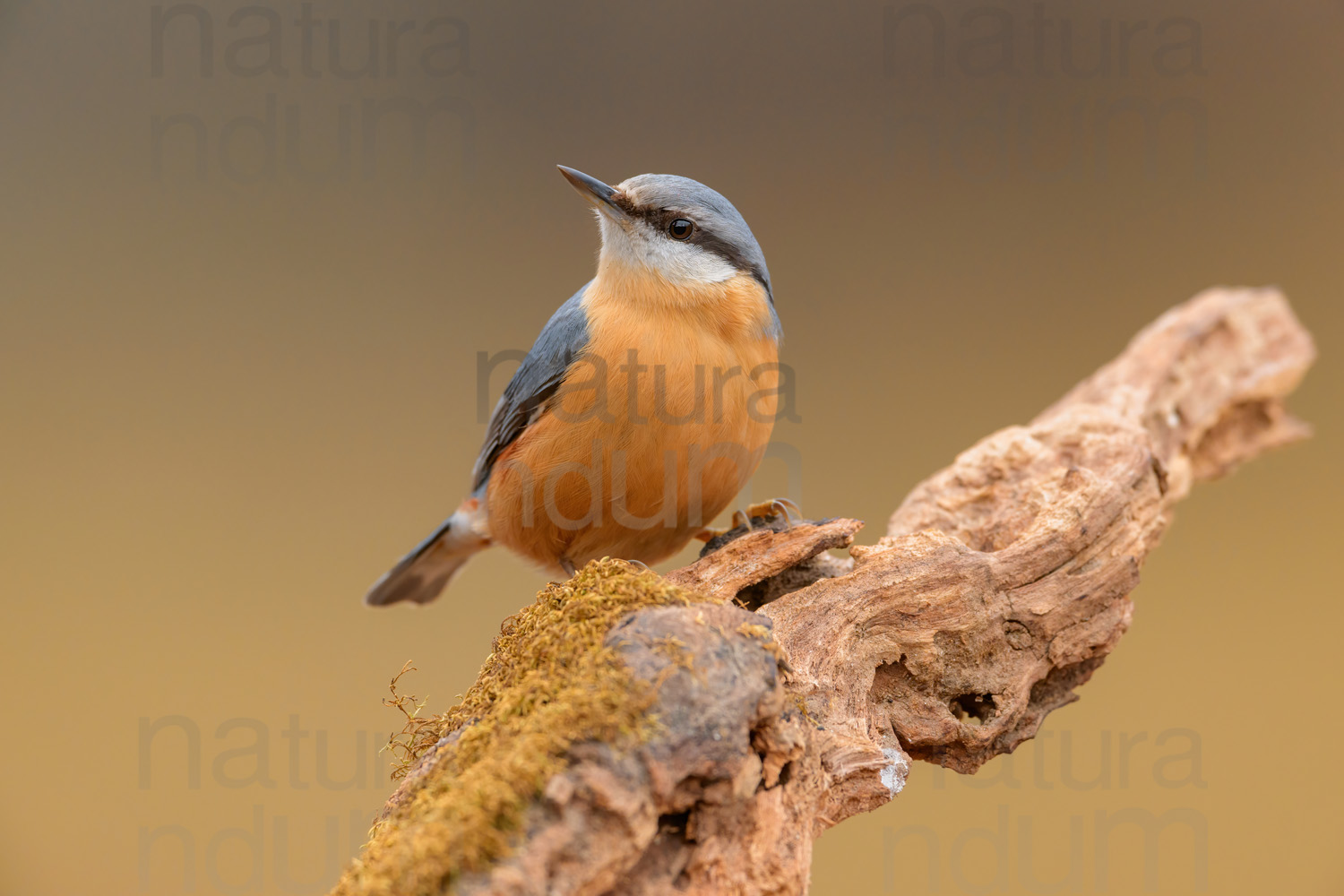 foto di Picchio muratore (Sitta europaea)