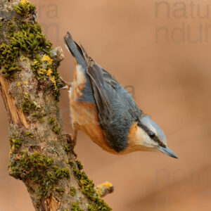 foto di Picchio muratore (Sitta europaea)