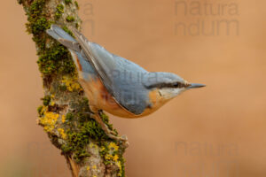 Photos of Eurasian Nuthatch (Sitta europaea)