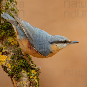 Foto di Picchio muratore (Sitta europaea)