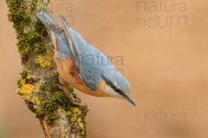 foto di Picchio muratore (Sitta europaea)