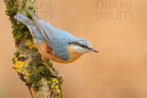 foto di Picchio muratore (Sitta europaea)