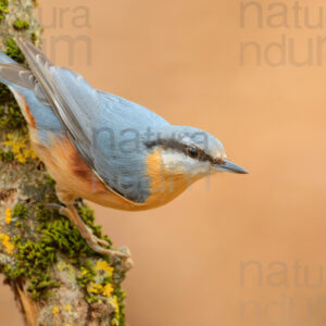 foto di Picchio muratore (Sitta europaea)