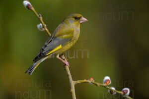 Foto di Verdone (Chloris chloris)