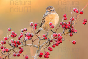 Photos of European Stonechat (Saxicola rubicola)