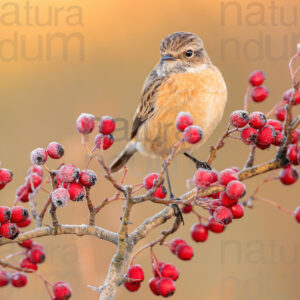 Photos of European Stonechat (Saxicola rubicola)