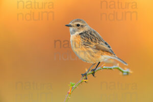 Foto di Saltimpalo (Saxicola rubicola)