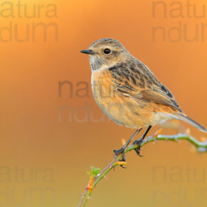 Foto di Saltimpalo (Saxicola rubicola)