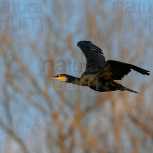 Foto di Cormorano (Phalacrocorax carbo)