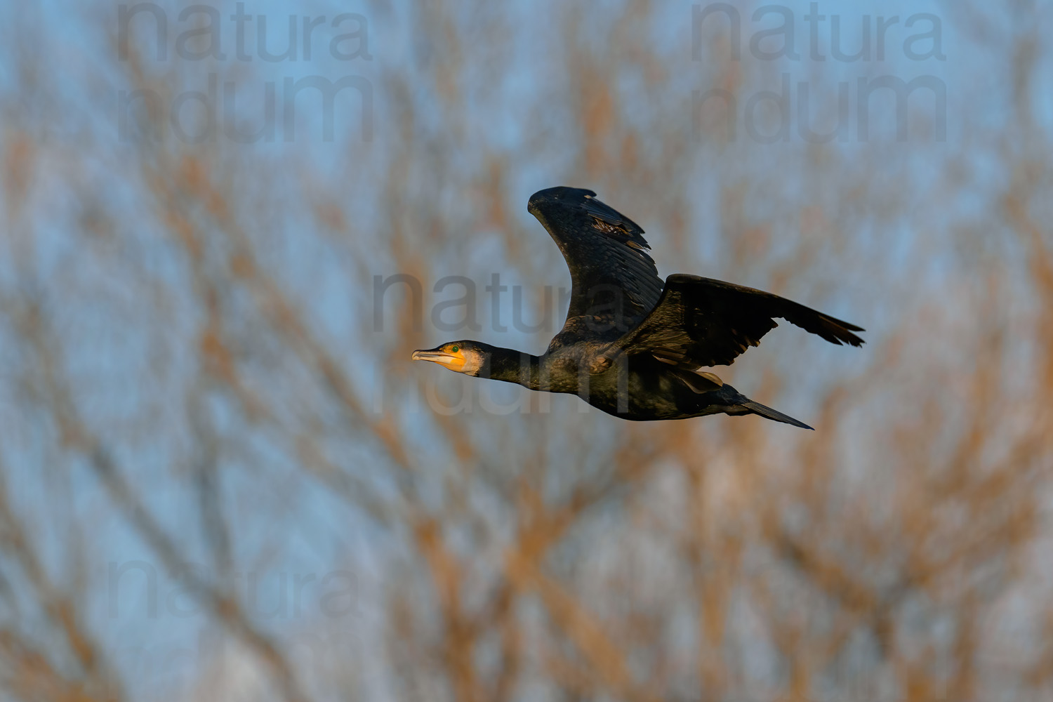 Foto di Cormorano (Phalacrocorax carbo)