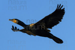 Foto di Cormorano (Phalacrocorax carbo)