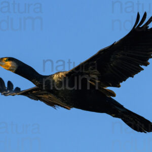 Foto di Cormorano (Phalacrocorax carbo)