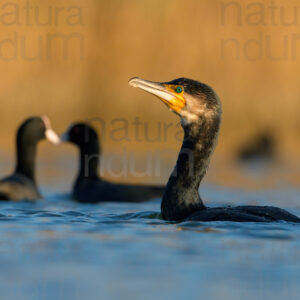 Foto di Cormorano (Phalacrocorax carbo)