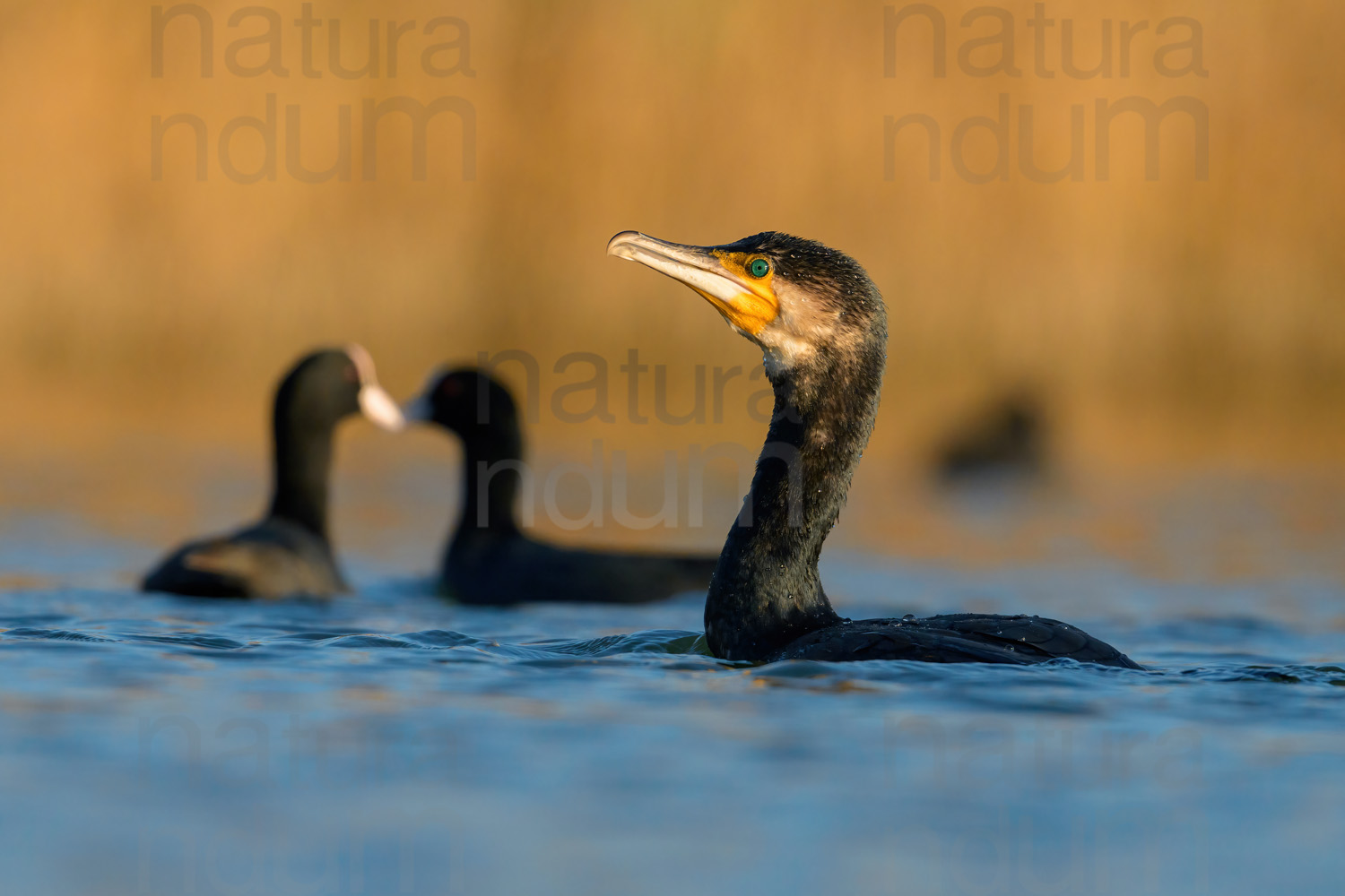 Foto di Cormorano (Phalacrocorax carbo)