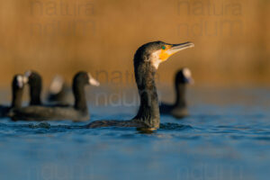 Photos of Great Cormorant (Phalacrocorax carbo)