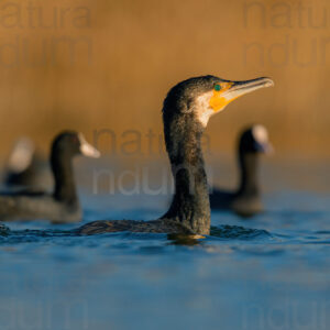 Foto di Cormorano (Phalacrocorax carbo)