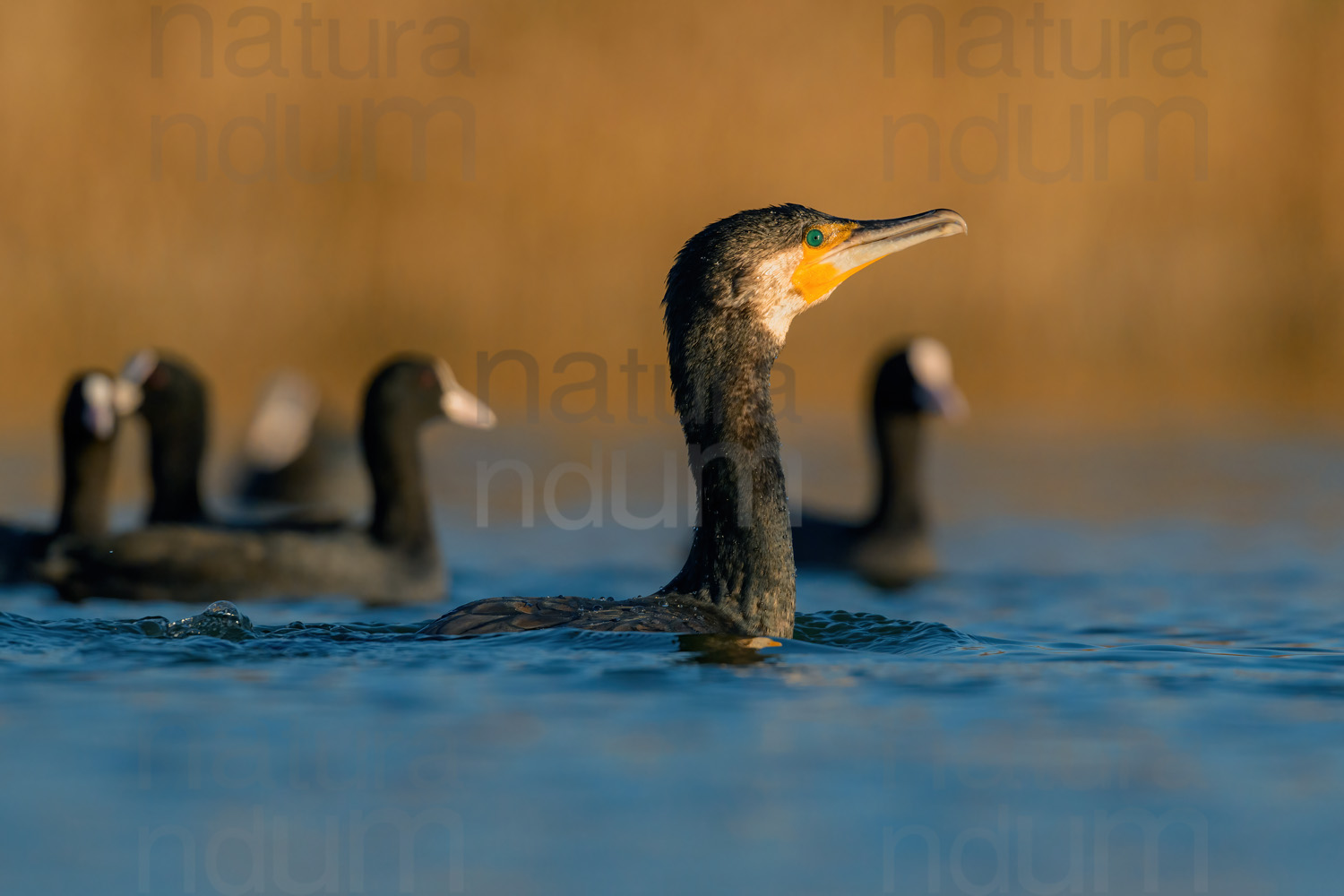 Foto di Cormorano (Phalacrocorax carbo)