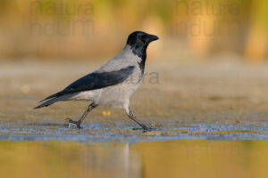 Foto di Cornacchia grigia (Corvus cornix)