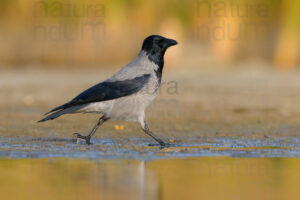 Photos of Hooded Crow (Corvus cornix)