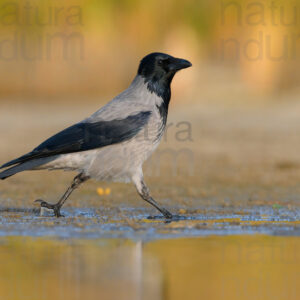 Photos of Hooded Crow (Corvus cornix)