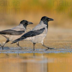 Foto di Cornacchia grigia (Corvus corax)