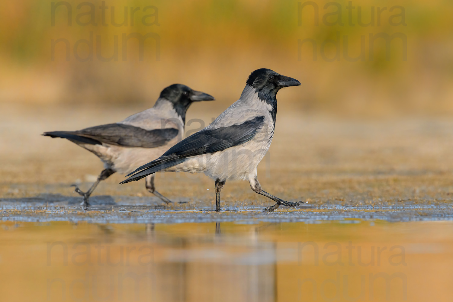 Foto di Cornacchia grigia (Corvus corax)