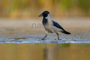 Photos of Hooded Crow (Corvus cornix)