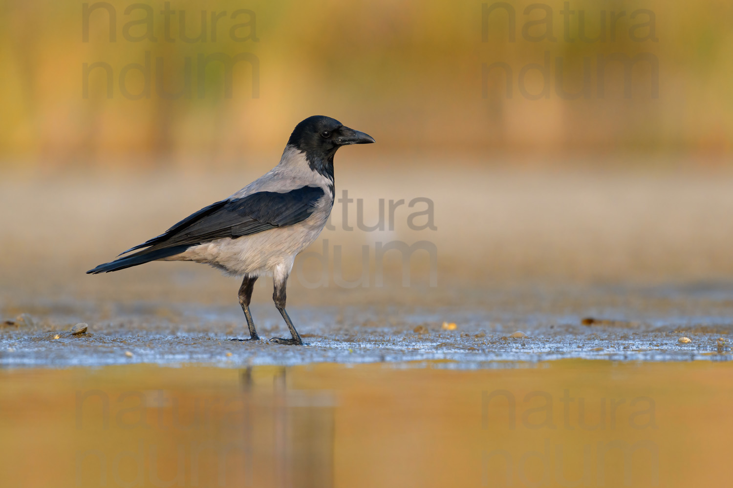 Photos of Hooded Crow (Corvus cornix)