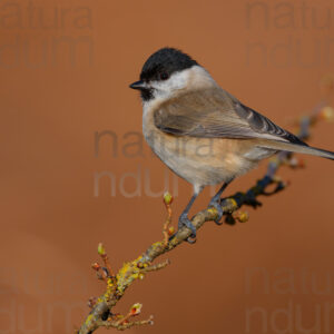 Foto di Cincia bigia (Poecile palustris)