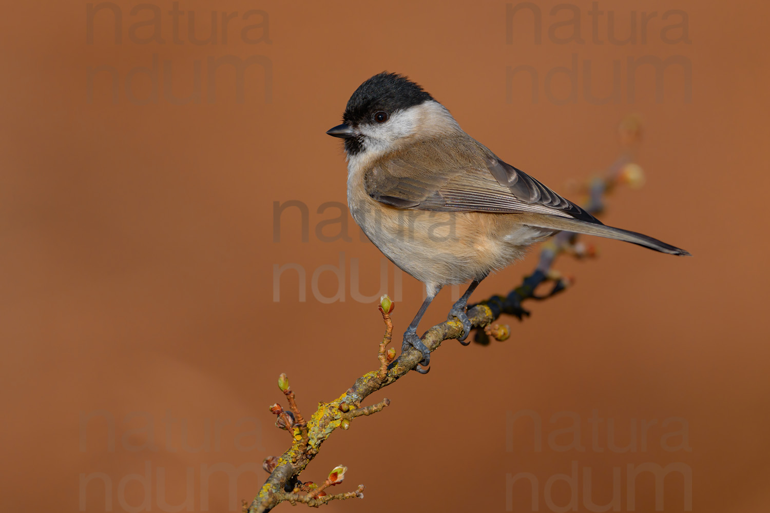 Photos of Marsh Tit (Poecile palustris)