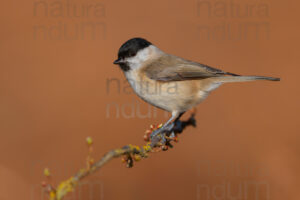 Foto di Cincia bigia (Poecile palustris)