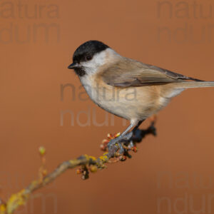 Foto di Cincia bigia (Poecile palustris)