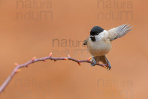 Photos of Marsh Tit (Poecile palustris)