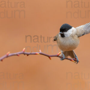 Photos of Marsh Tit (Poecile palustris)