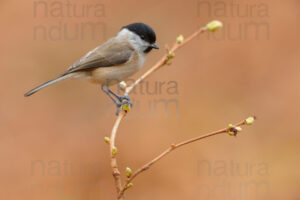 Foto di Cincia bigia (Poecile palustris)