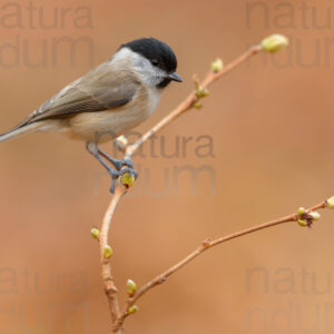 Foto di Cincia bigia (Poecile palustris)