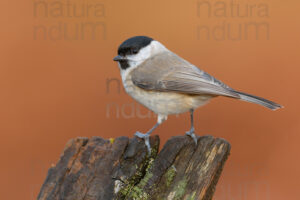 Photos of Marsh Tit (Poecile palustris)