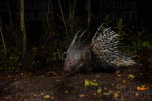 Foto di Istrice (Hystrix cristata)