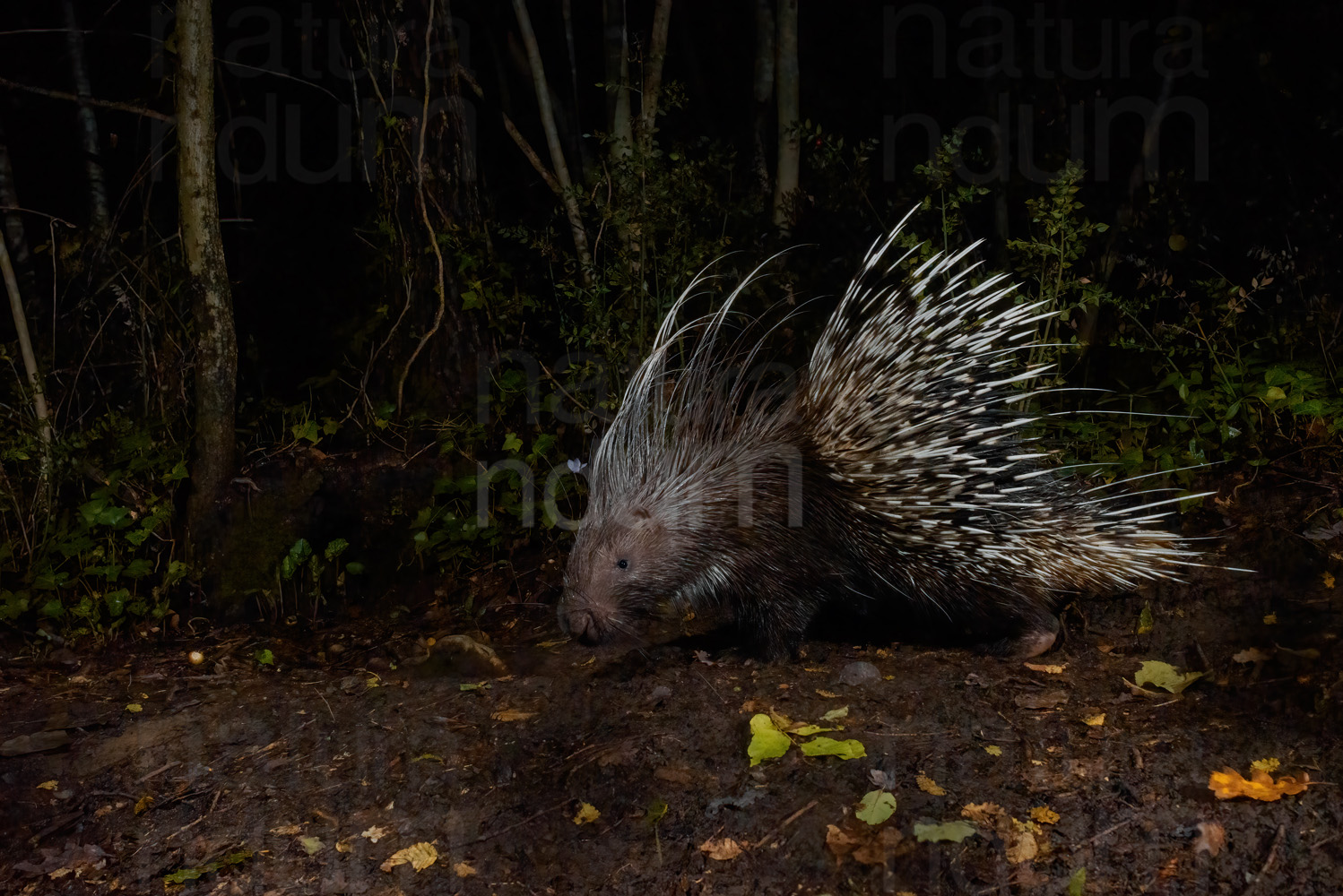 Photos of Porcupine (Hystrix cristata)