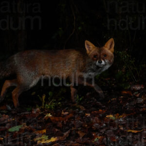 Foto di Volpe (Vulpes vulpes)