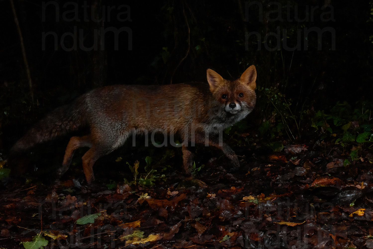 Photos of Red fox (Vulpes vulpes)