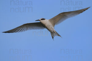 Foto di Beccapesci (Thalasseus sandvicensis)