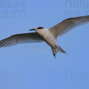 Photos of Sandwich Tern (Thalasseus sandvicensis)