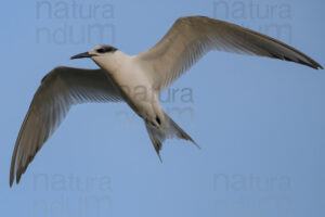 Foto di Beccapesci (Thalasseus sandvicensis)