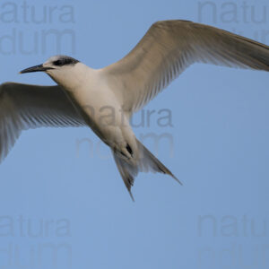 Photos of Sandwich Tern (Thalasseus sandvicensis)