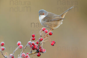 Foto di Occhiocotto (Sylvia melanocephala)