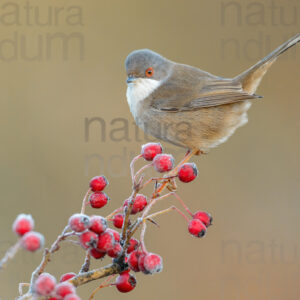 Foto di Occhiocotto (Sylvia melanocephala)