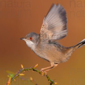 Foto di Occhiocotto (Sylvia melanocephala)