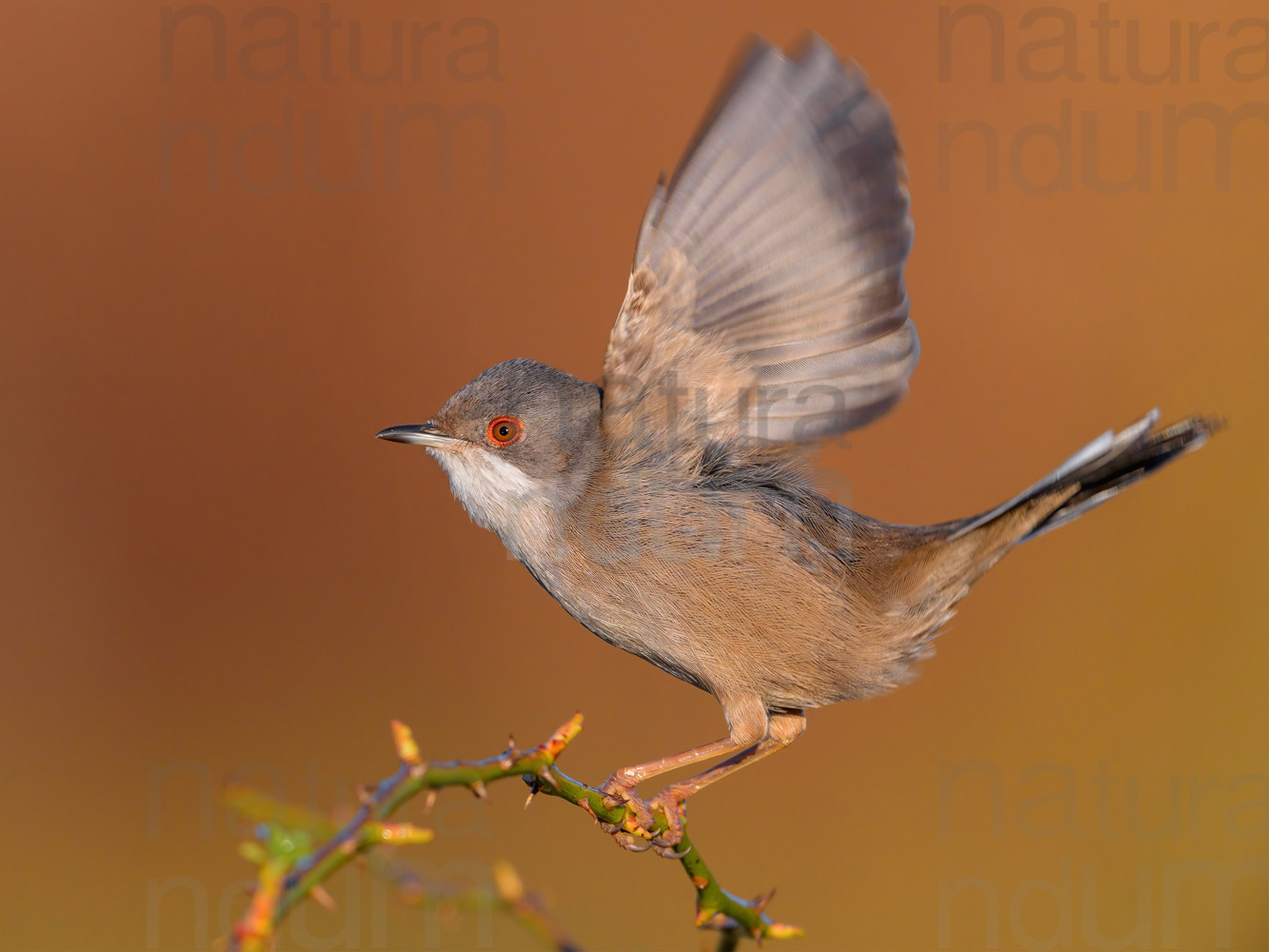 Foto di Occhiocotto (Sylvia melanocephala)